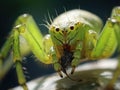 Lynx spider with fly  Made With Generative AI illustration Royalty Free Stock Photo