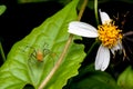 Lynx spider on the green leaf Royalty Free Stock Photo