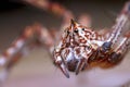 Lynx spider on green leaf Royalty Free Stock Photo