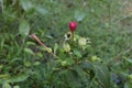 A lynx spider hiding in a flower stem below a blooming Four o\'clock flower bud