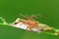 Lynx spider and his nest in the park Royalty Free Stock Photo