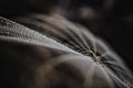 Lynx spider at his web nest Royalty Free Stock Photo