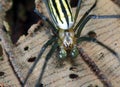 Lynx spider hunting for prey