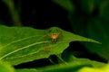 Lynx Spider on the leaf Royalty Free Stock Photo