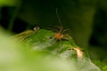 Lynx Spider on the leaf Royalty Free Stock Photo