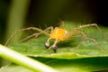 Lynx Spider on the leaf Royalty Free Stock Photo