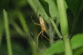 Lynx spider on a leaf in a natural forest