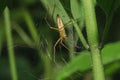 Lynx spider on a leaf in a natural forest