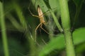 Lynx spider on a leaf in a natural forest