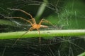 Lynx spider on a leaf in a natural forest