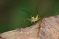 Lynx Spider macro Royalty Free Stock Photo