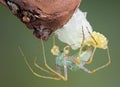 Lynx spider making egg case Royalty Free Stock Photo