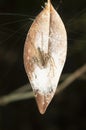 Lynx spider - Oxyopes hamadruas closeup with its eggsack , Amba , Kolhapur Royalty Free Stock Photo