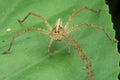 Lynx spider Ã¯Â¼Â Oxyopidae close-up Royalty Free Stock Photo