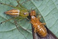 Lynx spider with prey