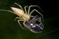 A Lynx spider with prey - a shield bug - on a web Royalty Free Stock Photo