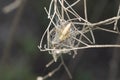 Lynx spider resting on its web Royalty Free Stock Photo
