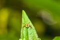 Lynx Spider, Yellow body and black legs ambush small insects as food on green leaf Royalty Free Stock Photo