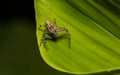 Lynx Spider, Yellow body and black legs ambush small insects Royalty Free Stock Photo