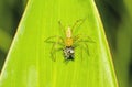 Lynx Spider, Yellow body and black legs eating black small jumpi