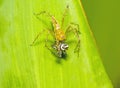 Lynx Spider, Yellow body and black legs eating black small jumpi