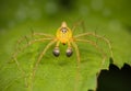 Lynx spider