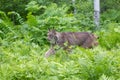 Lynx stalking in green ferns