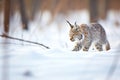lynx stalking prey in a snow-laden glade