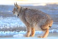 Lynx standing on a frozen river Royalty Free Stock Photo