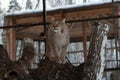 Lynx standing on a tree in cage Royalty Free Stock Photo