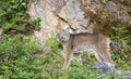 Lynx striking a pose in front of large rock