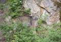 Lynx striking a pose on a rock