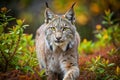 Lynx strolls through autumn forest Royalty Free Stock Photo