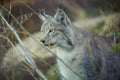 Lynx Thinking Royalty Free Stock Photo