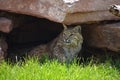 Lynx Under a Shaded Rock Cavern in the Summer