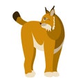 Lynx vector illustration style flat profile