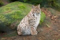 A lynx is waiting tensely in the forest Royalty Free Stock Photo
