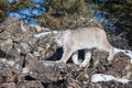 Lynx walking across rocks Royalty Free Stock Photo