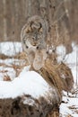 Lynx walking along forest log