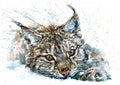 Lynx watercolor predator animals wildlife painting Royalty Free Stock Photo