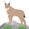 Lynx on white background, realistic lynx on stone