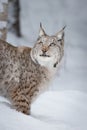 Lynx Wild Cat Royalty Free Stock Photo