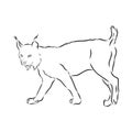 Lynx. Wild cat. Predator. Hand drawn. Black and white. Stylized. Decorative. Vector. lynx wild animal, vector sketch
