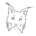 Lynx. Wild cat. Predator. Hand drawn. Black and white. Stylized. Decorative. Vector. lynx wild animal, vector sketch