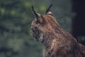 Lynx in a wild park of Saxon Switzerland Royalty Free Stock Photo