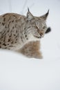 Lynx in Winter.