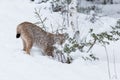 Lynx in Winter Royalty Free Stock Photo