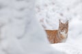 Lynx, winter wildlife. Cute big cat in habitat, cold condition. Snowy forest with beautiful animal wild lynx, Poland. Eurasian Royalty Free Stock Photo