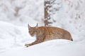 Lynx, winter wildlife. Cute big cat in habitat, cold condition. Snowy forest with beautiful animal wild lynx, Poland. Eurasian