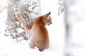 Lynx, winter wildlife. Cute big cat in habitat, cold condition. Snowy forest with beautiful animal wild lynx, Poland. Eurasian